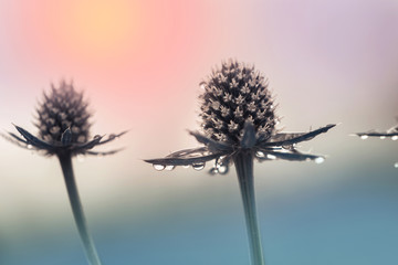 Image with flowers.