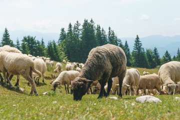 Obraz premium Dark Sheep in Flock