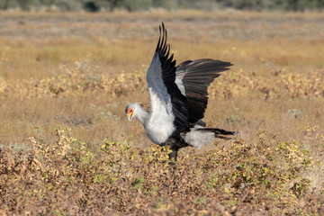 Secretary bird hunting with wings wide in yellow winter grass, Etosha National Park, Namibia