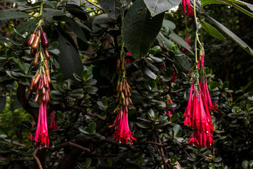 Flores rosadas en caida en bosque colombiano