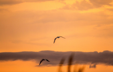 silhouette of birds flying in the sky