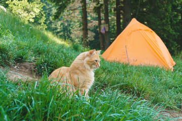Cat in Green Grass