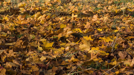autumn colorful scene