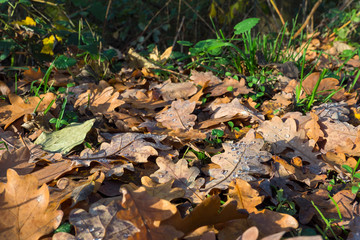 autumn colorful scene
