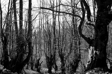 Fototapeta premium trees in the forest in autumn