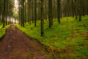 Piste forestière et chemin, bois de sapins, sol recouvert de mousse, contre jour, plateau de...