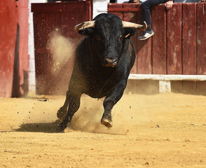 toro en españa