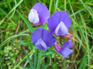 Fototapeta premium mountain flowers