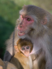 Female monkey with its young one, Kunjapuri Devi Temple, Adali, Narendranagar, Tehri Garhwal, Uttarakhand, India