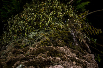 Textura de tronco de árbol en bosque colombiano