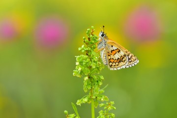 Pyrgus sidae  507
