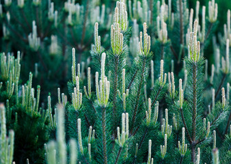 Close-up of green fir tree branches and trees. Nature winter background, pattern