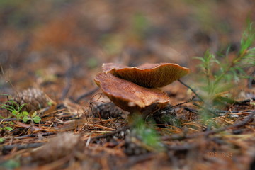 mushroom in forest