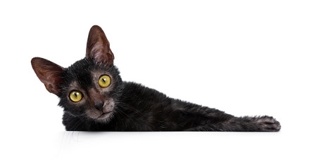 Cute young Lykoi / werewolf cat kitten laying down and looking at camera with big yellow eyes....