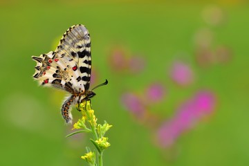Zerynthia cerisyi  506
