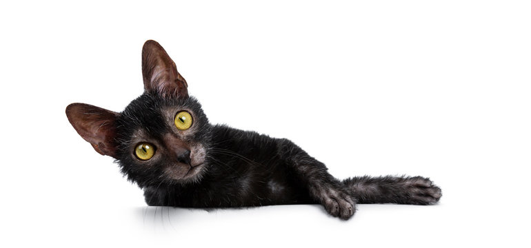 Cute young Lykoi / werewolf cat kitten laying down and looking at camera with big yellow eyes. Isolated on a white background.