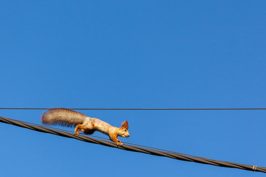 Squirrel On Power Line