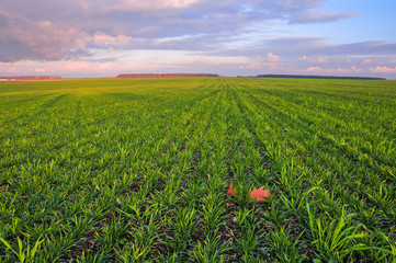 Green wheat field and sky in the colors of the sunset
