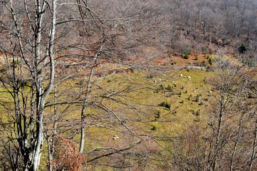 a herd of sheep on a meadow in a mountain
