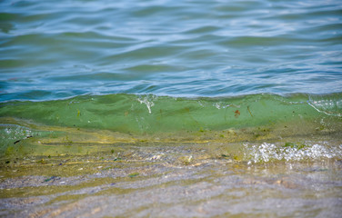 Coastal sea water and algae blue green bright gentle tender
