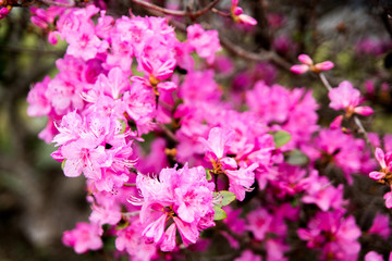 Azaleas blooming inearly spring in the Blue ridge mountains