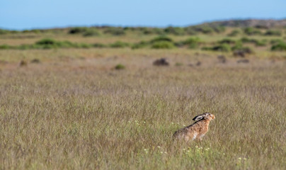 A European hare watches and waits in the grasslands