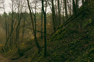 Obraz premium In the forest 