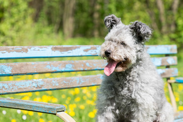 Pumi Hund sitzt auf einer blauen Bank