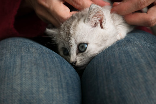 Mains de femmes enlevant les puces du cou d'un chaton blanc chouch&eacute; sur ses genoux