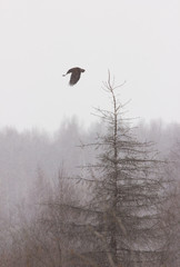 Common buzzard take off with fir tree