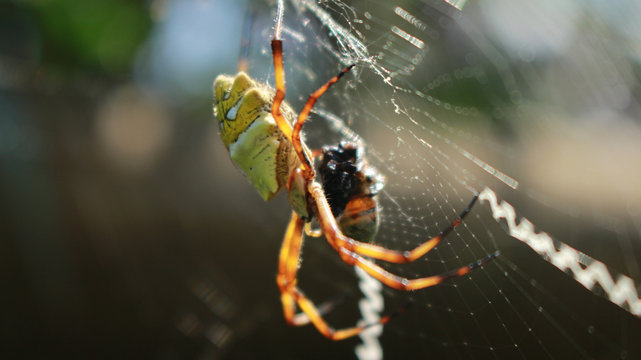 close-up of yellow-green spider in spider's web