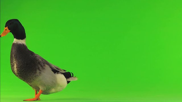 grey duck  on a green screen