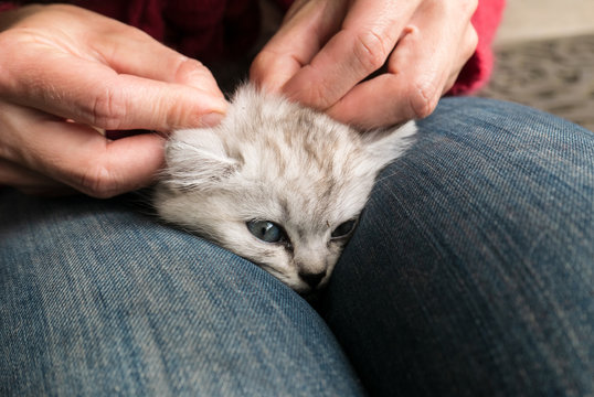 Mains de femmes enlevant les puces de la t&ecirc;te d'un chaton sur ses genoux