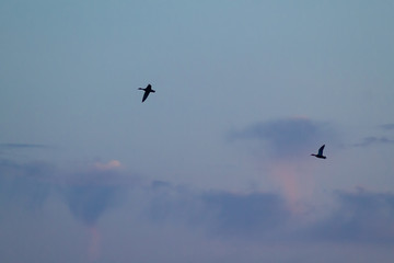 Two flying birds in the evening cloudy sky with pink and purple. Dramatic background, the emigration of birds to the south