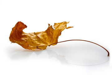 Dry maple leaf