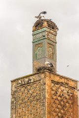 cigogne