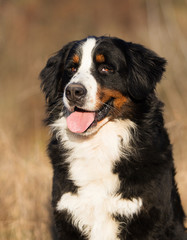 portrait of a bernese mountain dog outdoor