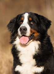 portrait of a bernese mountain dog outdoor