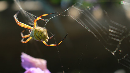 yellow green spider on side in spider's web