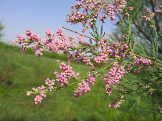 blooming tree in spring