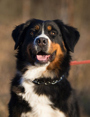 portrait of a bernese mountain dog outdoor