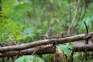 Tamia (écureuil) dans le parc national Stolby, Krasnoiarsk, Sibérie, Russie