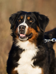 portrait of a bernese mountain dog outdoor