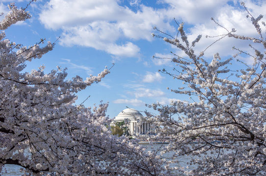 Thomas Jefferson Memorial framed by blooming cherry trees and cloudy blue skies during Cherry Blossom. The Jeffeerson Memorial in Cherry Blossom Peak Bloom. National Mall, Washington DC, USA.