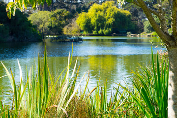 The green Lake view in the Golden Gate Park