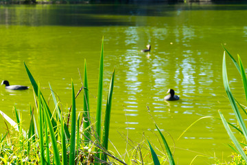The green Lake whit duck in the Golden Gate Park