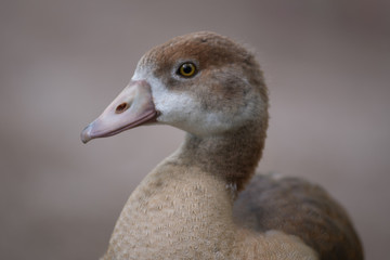 baby goose portrait
