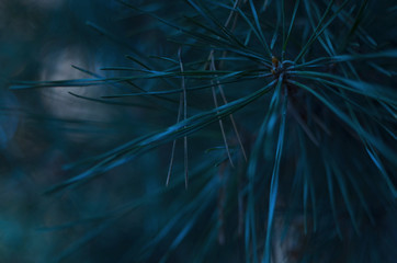 pine needles
