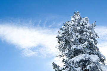 snow covered tree and a blue sky with clouds