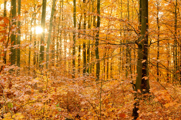 autumn in the forest